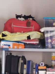 Kittens on bag on shelf